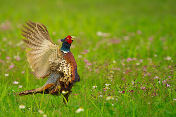 Ring-necked Pheasant male  in a flower field flapping the wings