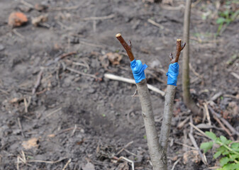 Grafted pear tree. Close up.