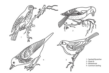 Line art botanical collection with garden birds isolated on white background. Hand drawn outline set of birds vector illustration. Graphic design for School Learning Material Manual Science Book Print