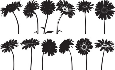 Gerbera Flower Silhouettes Vector Illustration, Isolated on White Background