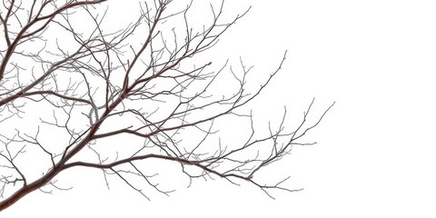 Obraz premium Intricate bare branches, stark against a pure white backdrop, close-up, design