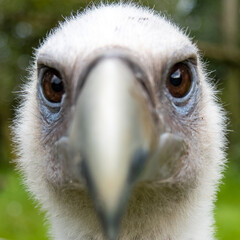 Vulture's gaze