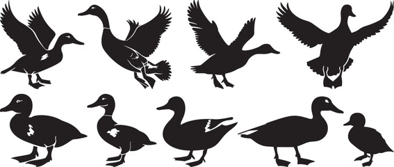 Duck Silhouette Vector Illustration Set on White Background