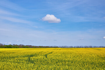 Fototapeta premium Yellow Rapeseed Field
