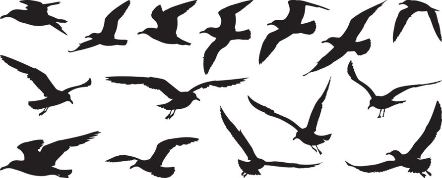 Seagull Silhouettes Flying, Vector Illustration Isolated on White