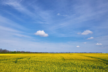 Peaceful Rapeseed Field