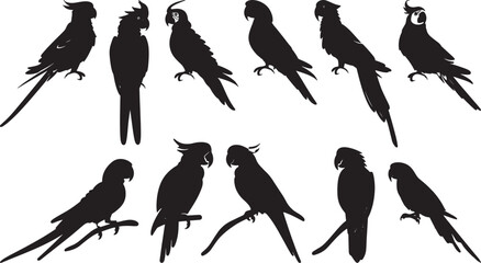 Parrot Silhouettes Vector Illustration on White Background