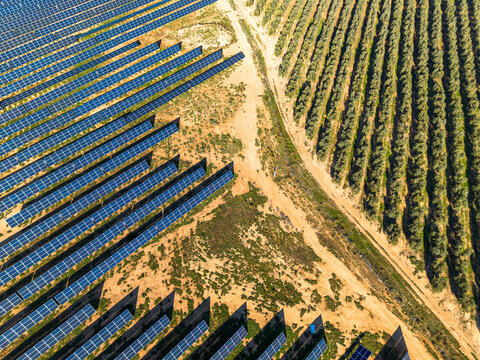 Intersection of solar panels and greenery in a renewable energy site, Teruel, Spain.
