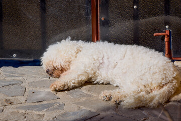 a beautiful bichon dog sitting in the sun