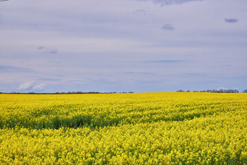 Obraz premium Rapeseed Field Under Blue Sky