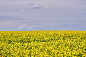 Peaceful Rapeseed Field