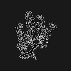 Hand drawn big sea grapes seaweed (Caulerpa racemosa) algae graphic illustration. Natural drawing