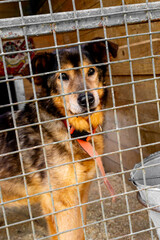 Mongrel rescued dog in the shelter waiting for adoption.