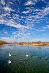 beautiful swans on a body of water on a sunny spring day