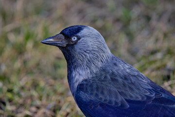 close up of a crow sitting in the grass