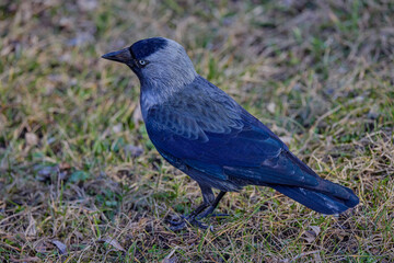 close up of a crow sitting in the grass