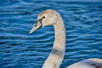 beautiful swans on a body of water on a sunny spring day