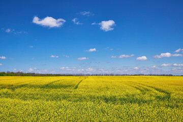 Obraz premium Rapeseed Field Under Blue Sky