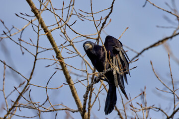 a crow on the branches of a tree trying to break a branch to make a nest