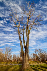 Obraz premium a large tree against the background of a blue sky with clouds