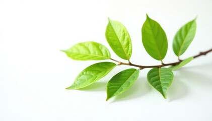 Naklejka premium Single branch on white background with leaves, leafy, branch