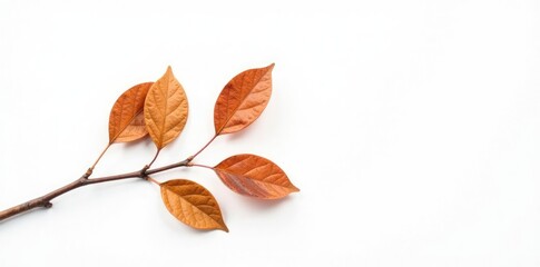 Fototapeta premium Single branch with brown leaves on a white background, branches, serene