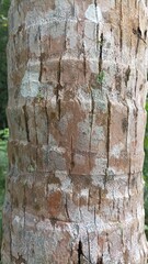 close up of coconut tree trunk.