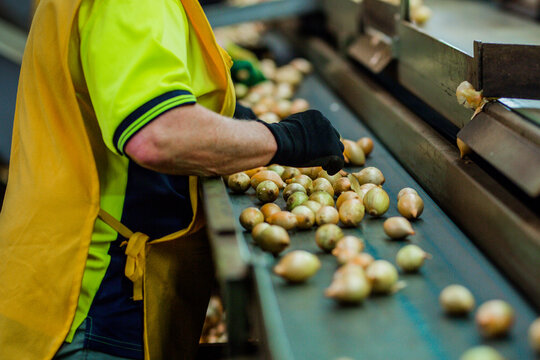 Fresh onions being graded