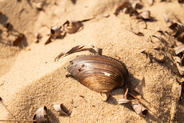 river shell on Sandy Beach