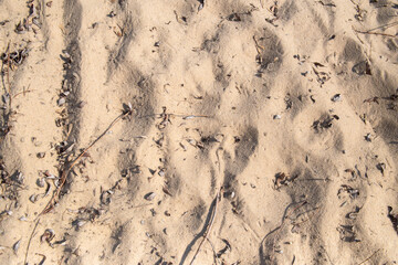 Beach Sand Texture