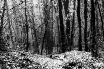 nature sceneries along the Fontanili Park trail, Besnate, Varese