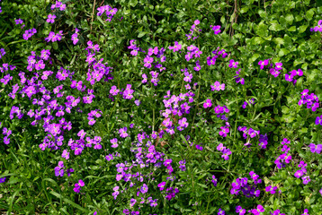 Purple flowers of blooming Matthiola in the garden in early spring.