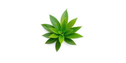 Single vibrant green plant, isolated on pure white background, stem, image