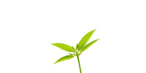 Obraz premium Single vibrant green plant, isolated on pure white, healthy, environment
