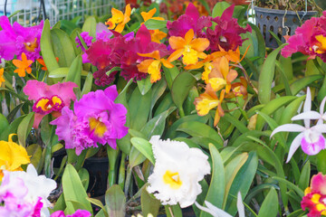 Colorful Cattleya Orchids in Full Bloom