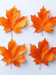 Obraz premium Bright Orange Maple Leaves on White Background for Autumn Season