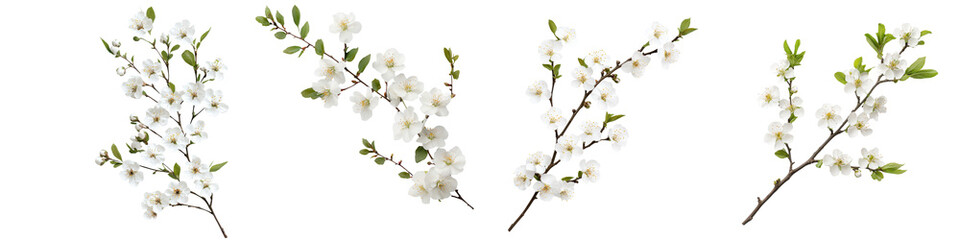 Gorgeous branches with delicate white blossoms in full bloom set against a bright natural spring background
