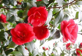 Close-up on a red camillia flowers with a blurred green background taken in early spring in garden.