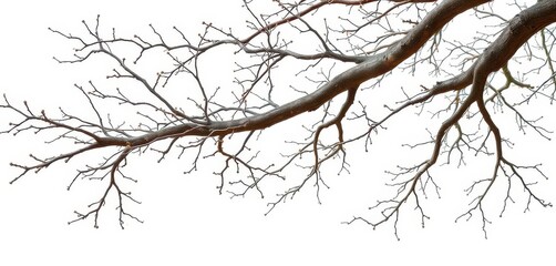 Fototapeta premium Isolated tree branches, stark white backdrop, intricate details, various textures, graphic, clean