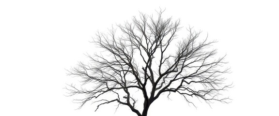 Obraz premium Lone deciduous tree, stark branches against bright white, abstract, landscape