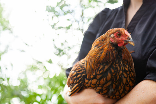 Person holding young gold laced wyandotte rooster
