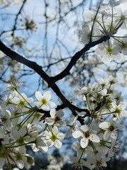 blooming cherry tree