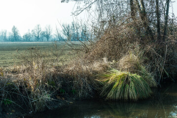 Fototapeta premium nature sceneries inside the Ticino river National Park, Carbonara al Ticino, Pavia