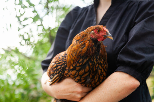Person holding young gold laced wyandotte rooster