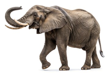 Obraz premium African elephant isolated on white