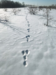 Beautiful footprints in fresh snow extend across a serene winter landscape, with tall trees in the background enhancing the tranquil scene and evoking feelings of peace and wonder