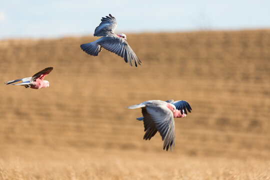 Galahs and a paddock of windrowed canola