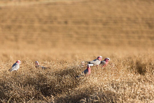 Galahs and a paddock of windrowed canola