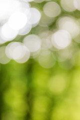 Obraz premium green nature background. forest outdoor in blur. fresh spring