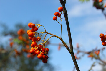 Bright orange berries hang from slender branches under a clear blue sky in a tranquil natural setting during a sunny afternoon